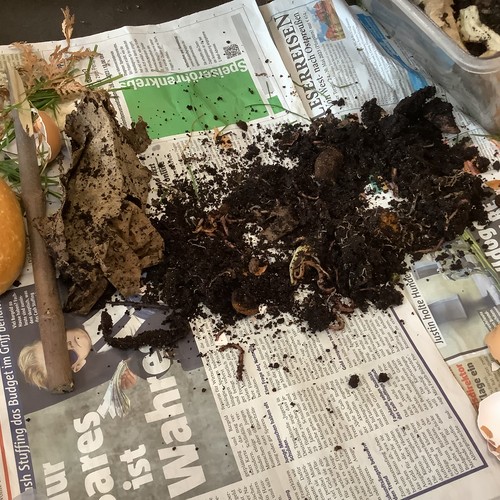 Auf Zeitungspapier Erde mit Kompostwürmern