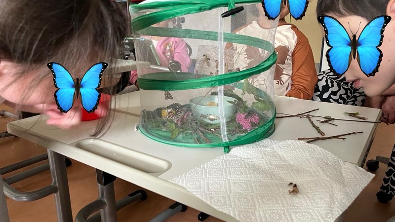 SchülerInnen beobachten Schmetterlinge in einer kleinen Voliere