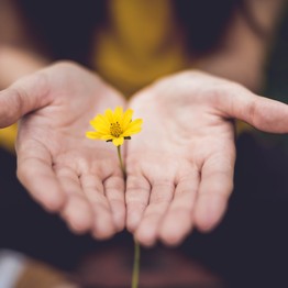 Zwei offene Hände halten schützend eine kleine gelbe Blume.
