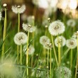 Pusteblumen auf einer Wiese