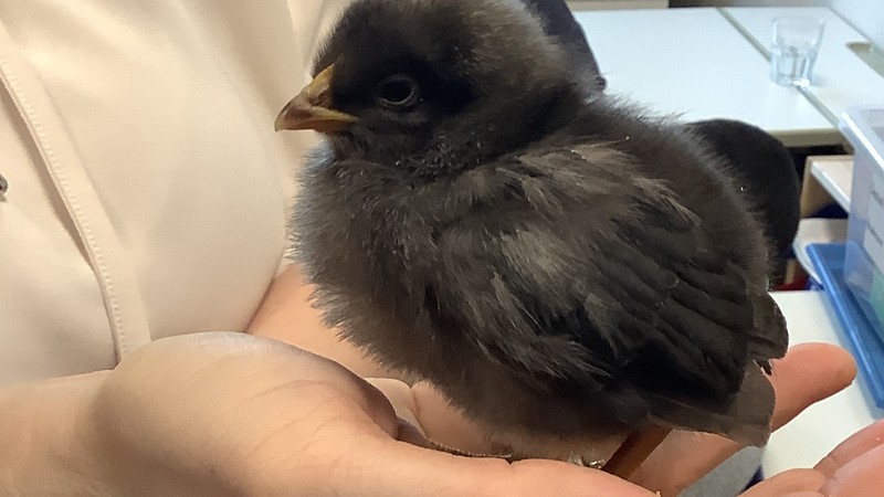Ein kleines schwarzes Küken sitzt auf einer Handfläche