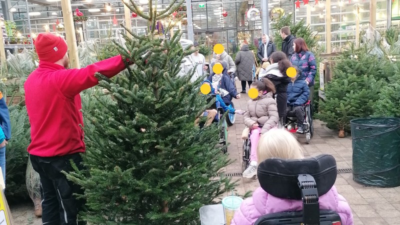 Ein Tannenbaum wird begutachtet.