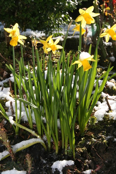 Narzissen im Beet mit Schneehaube auf den Blüten