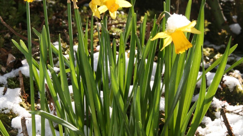 Narzissen im Beet mit Schneehaube auf den Blüten