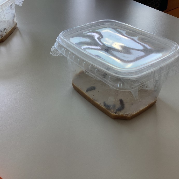 Eine kleine durchsichtige Plastikdose, in der sich mehrere kleine braune Raupen befinden (vergrößerte Bildansicht wird geöffnet)