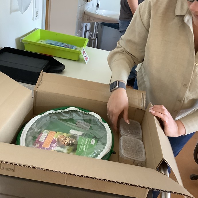 Jemand öffnet einen Versandkarton, in dem sich ein Schmetterlingszuchtset befindet (vergrößerte Bildansicht wird geöffnet)