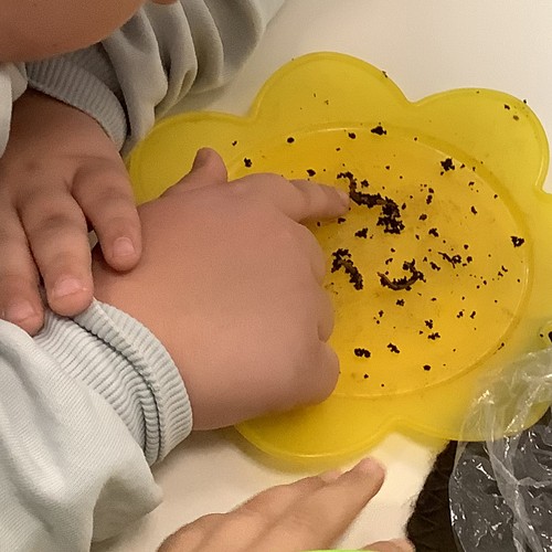 Jemand zeigt mit seinem Finger auf einen Kompostwurm, der auf einem Plastikteller liegt.
