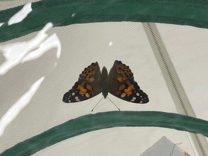 Schmetterling mit bräunlicher Färbung
