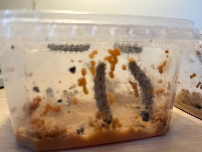 Zwei Raupen mit Futter in einem Gefäß