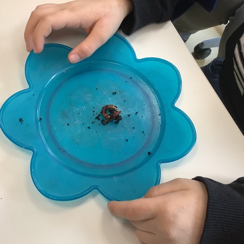 Ein blauer Plastikteller mit einem Kompostwurm darauf.