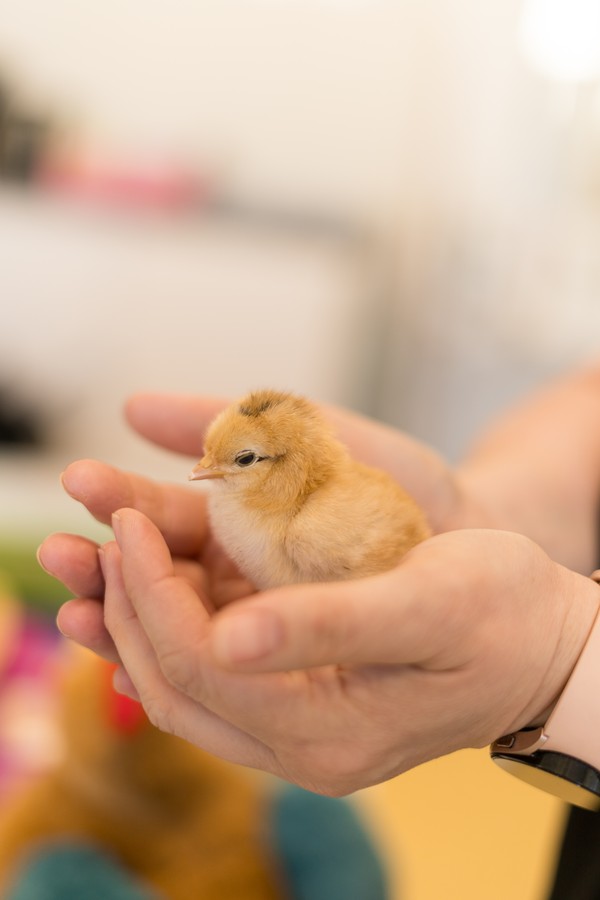 Kinderhände halten ein Hühnerküken